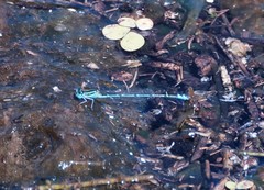 Austroagrion exclamationis