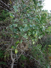Gymnosporia nemorosa