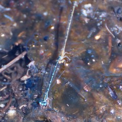 Austroagrion exclamationis