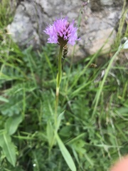 Traunsteinera globosa