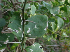 Gymnosporia nemorosa
