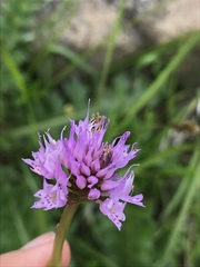 Traunsteinera globosa