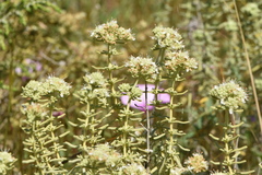 Teucrium dunense