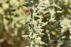 Teucrium dunense