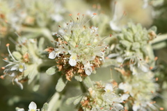 Teucrium dunense