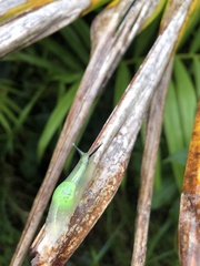 Gaeotis nigrolineata