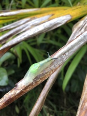 Gaeotis nigrolineata