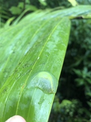 Gaeotis nigrolineata