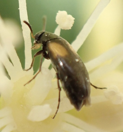 Anaspis fasciata, Graafland, Groot-Ammers, South Holland, NL, photo 7 of 10