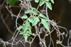 Serjania brachycarpa