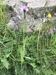 Traunsteinera globosa