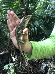 Anolis cuvieri