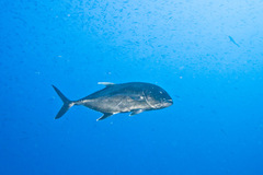 Caranx ignobilis