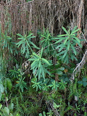 Euphorbia kraussiana