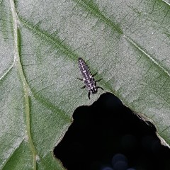 Adalia decempunctata