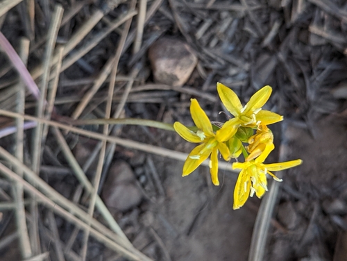 Image of Triteleia lemmoniae by (c) Rachel Stringham, some rights reserved (CC BY)