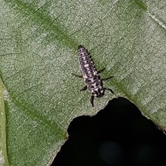 Adalia decempunctata