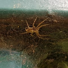 Philodromus aureolus