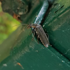 Cantharis obscura