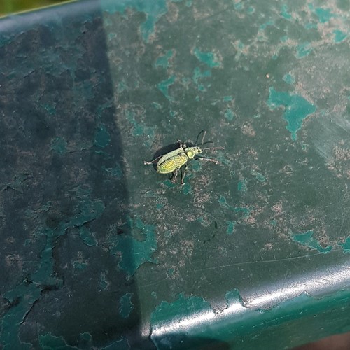 Silver-green leaf weevil, Helmond, Netherlands, photo 9 of 10