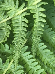 Oreopteris limbosperma