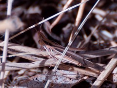 Froggattina australis