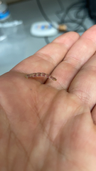Lepidoptera