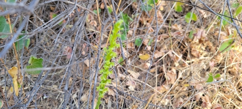 Image of Platanthera michaelii by no rights reserved