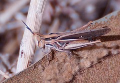 Froggattina australis