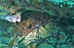 Pempheris multiradiata