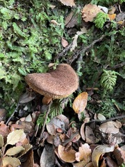 Xerocomus squamulosus