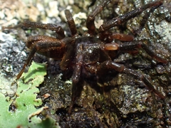 Ixamatus