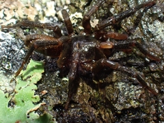 Ixamatus