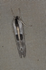 Capusa leptoneura