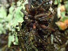 Ixamatus
