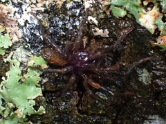 Ixamatus