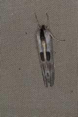 Capusa leptoneura