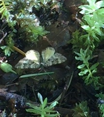 Epirrhoe plebeculata