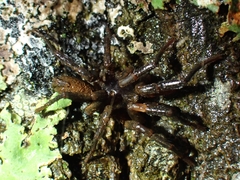 Ixamatus