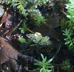 Epirrhoe plebeculata