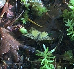 Epirrhoe plebeculata