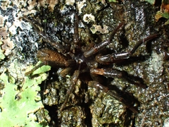 Ixamatus