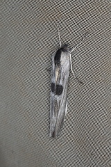 Capusa leptoneura