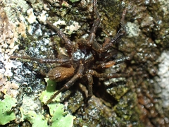 Ixamatus