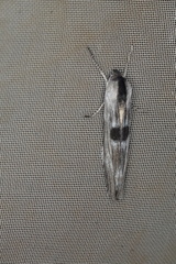 Capusa leptoneura