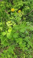 Chelidonium majus