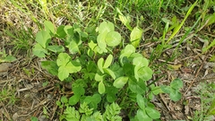 Trifolium pratense