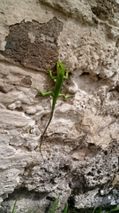 Iguanidae