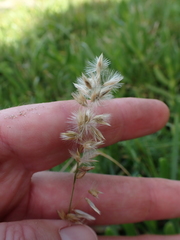 Ehrharta villosa