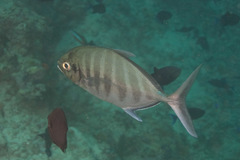 Ferdauia ferdau